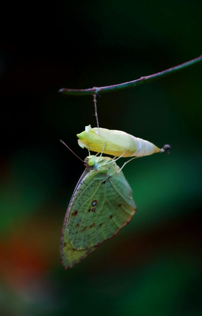 A Butterfly Emerging