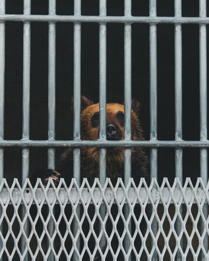Caught in a Bear Trap metaphor