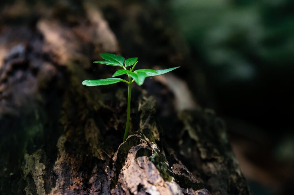 Life Is a Seed metaphor for life