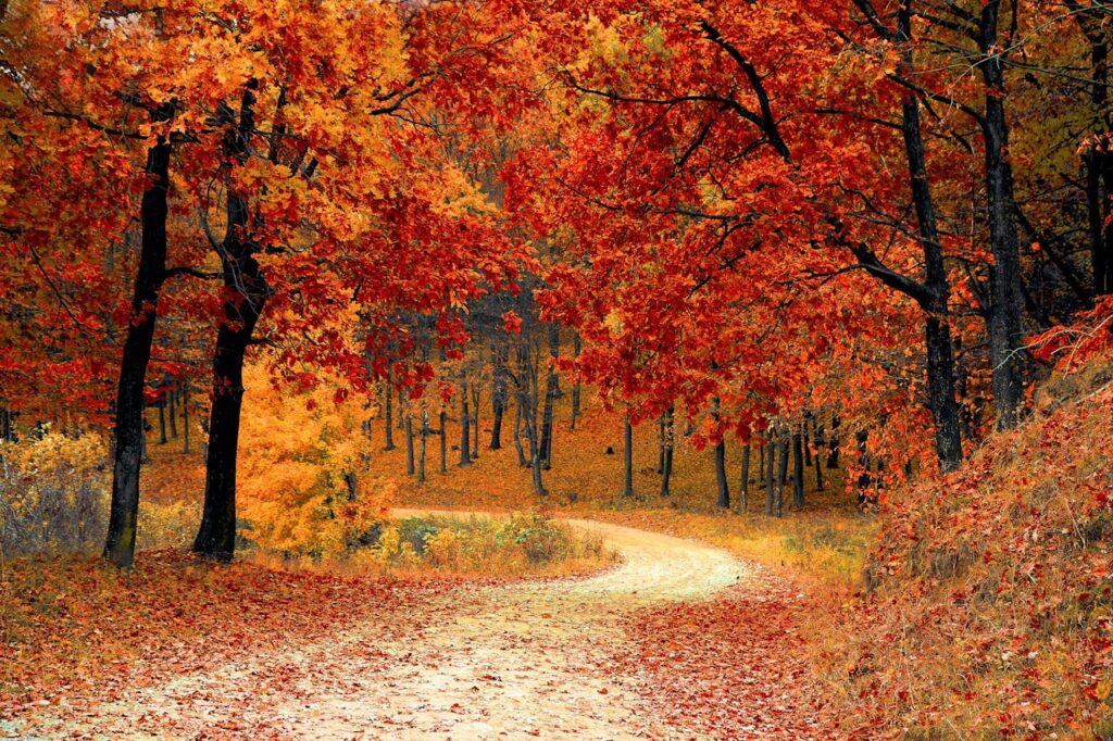 Metaphors for Trees Quiz