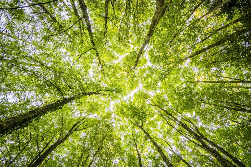 Why Metaphors for Trees Matter