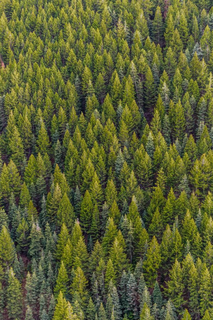 Why These tree Metaphors Resonate